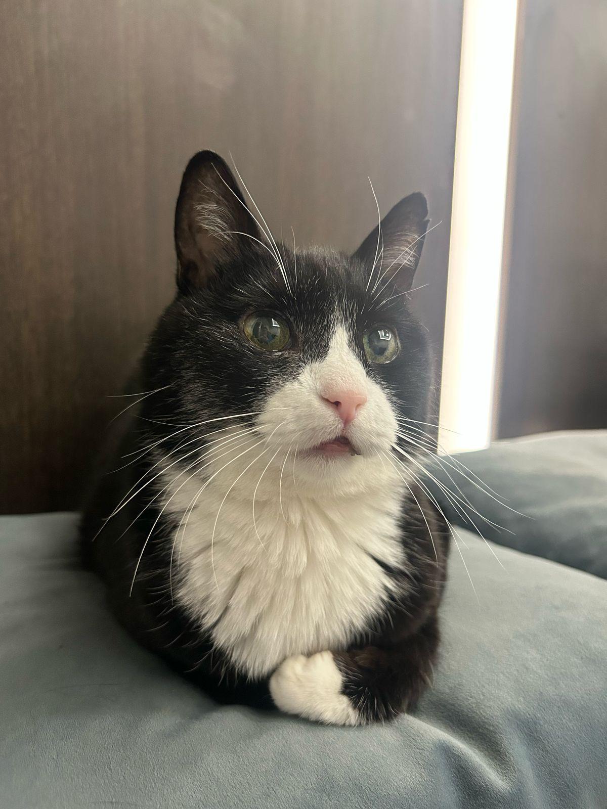 Фото В снегу и за рулем: в Новосибирске опубликовано свыше 50 фото милых питомцев к Дню кошек 20 - Сиб.ФМ Фото В снегу и за рулем: в Новосибирске опубликовано свыше 50 фото милых питомцев к Дню кошек 20